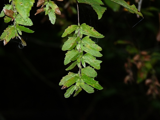 {Carpinus caroliniana}